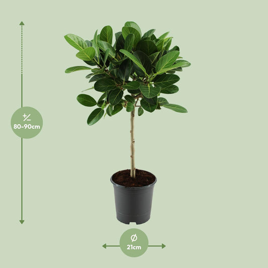 Ficus benghalensis Petite Audrey - Ø21cm - ↕75cm