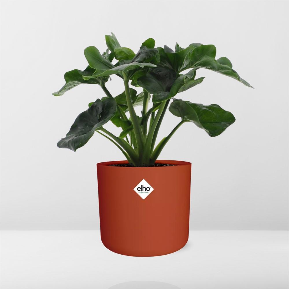 Philodendron Atom in ELHO b.for soft rond 14cm brique