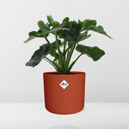 Philodendron Atom in ELHO b.for soft rond 14cm brique