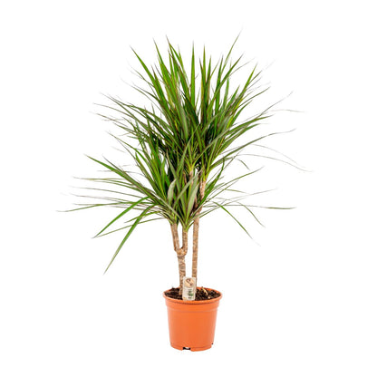 Drachenbaum Marginata 90 cm – Stilvolle & Pflegeleichte Zimmerpflanze