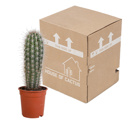 Pachycereus pringlei - 17cm - zonder pot