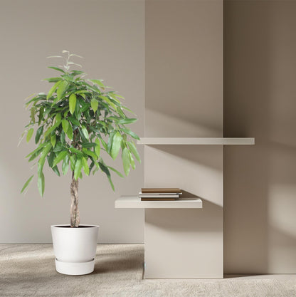 Bogenhanf 'Amstel King' – 140 cm Geflochtene Zimmerpflanze