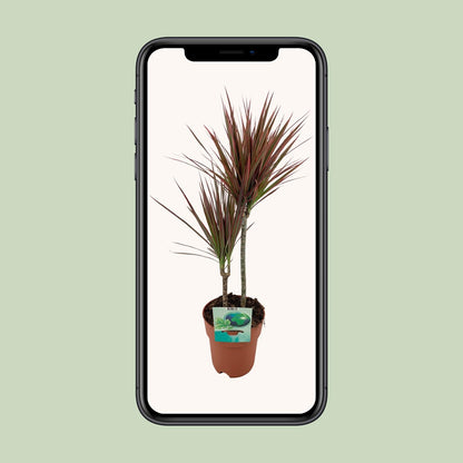 Dracaena Marginata Bicolor - Ø19cm - ↕70cm