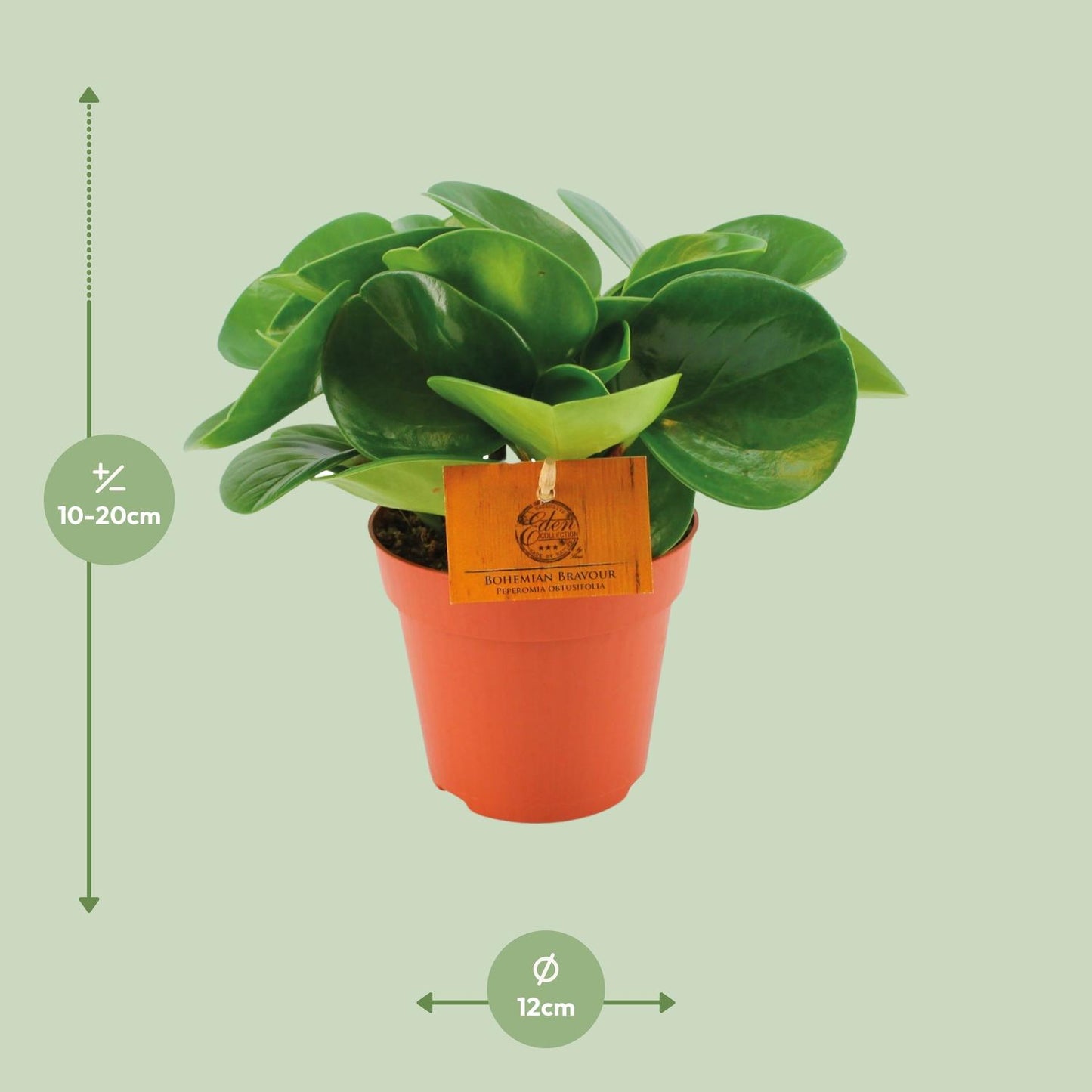 Peperomia Obtusifolia - Ø12cm - ↕20cm