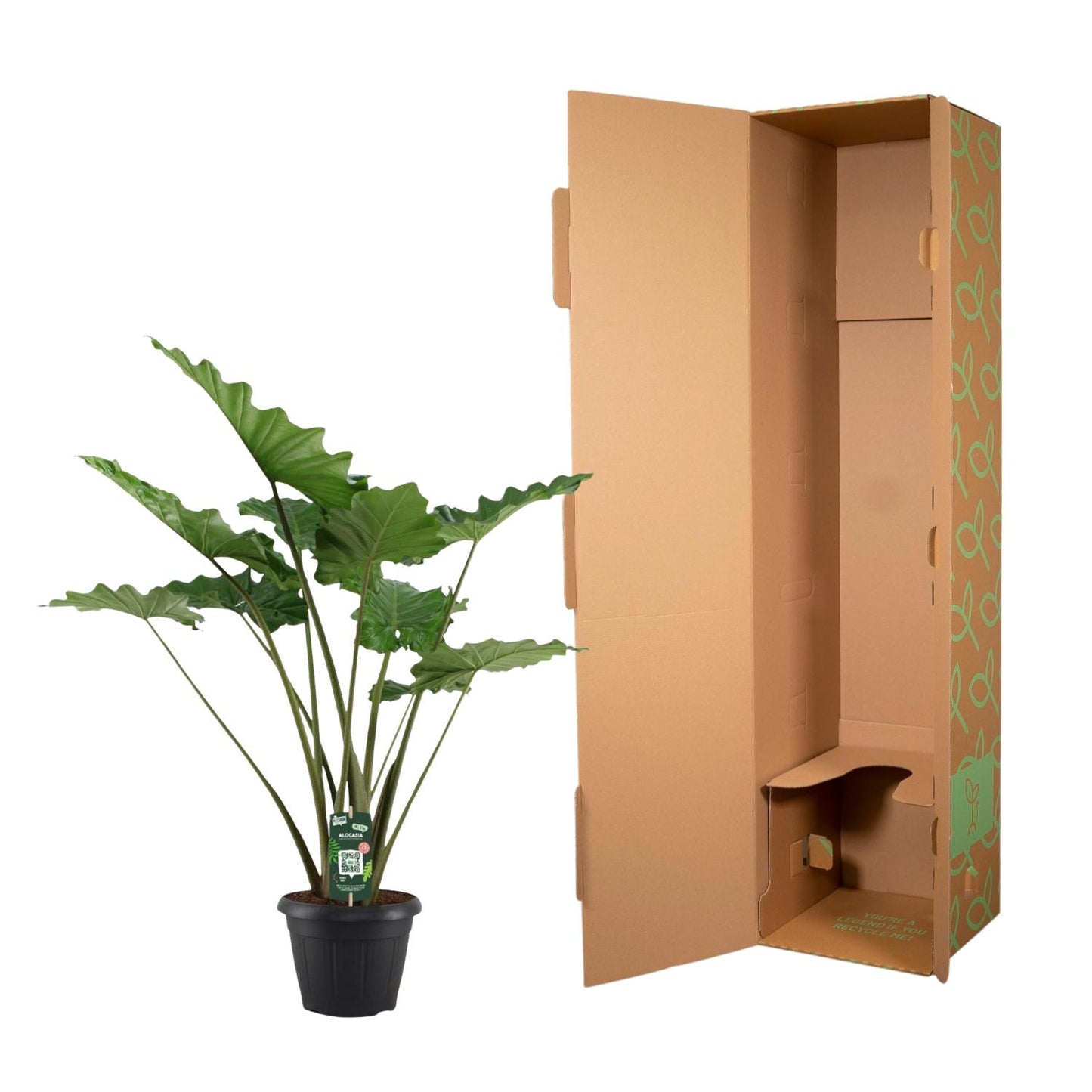 Elefantenohr 'Portodora' – 140 cm exotische Zimmerpflanze