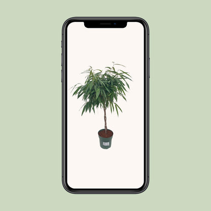 Ficus Mahori / Alii Gevlochten - Ø27cm - ↕110cm