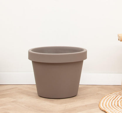 Geigenfeige 'Lira Tortora' – 65 cm pflegeleichte Zimmerpflanze