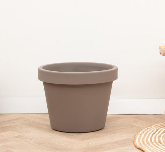 Geigenfeige 'Lira Tortora' – 65 cm pflegeleichte Zimmerpflanze