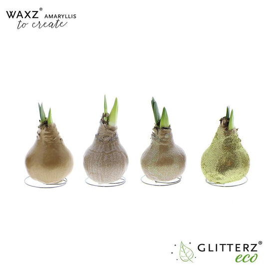 Amaryllis Waxz To Create Gold - 4 Stücke - Ø7 cm - ↕15 cm