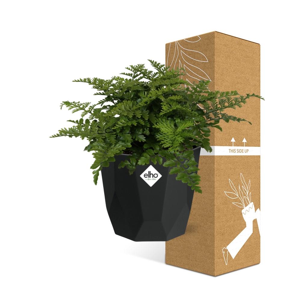 Asplenium Parvati in 14cm b.for rock living black