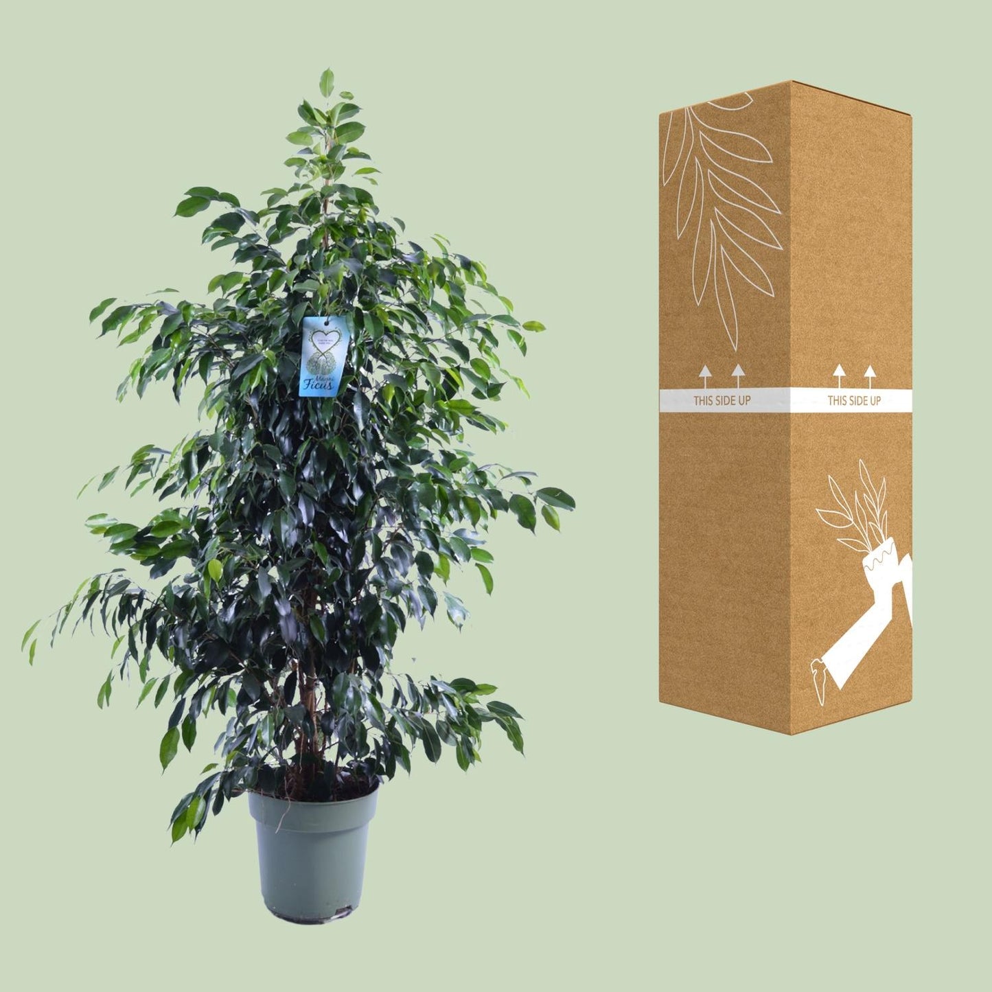 Ficus Benjamina Danielle - Ø27cm - ↕140cm