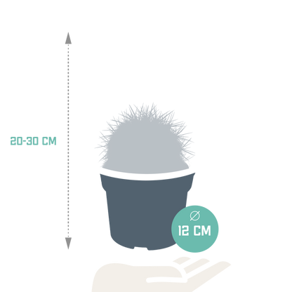 Echinocactus grusonii 12cm