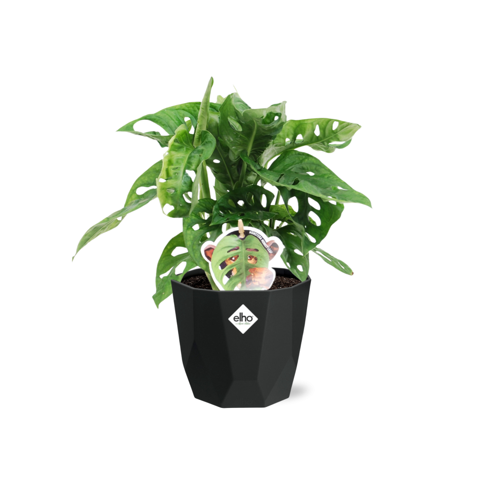 Monstera ‘Monkey Leaf’ in 14cm b.for rock living black