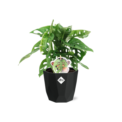 Monstera ‘Monkey Leaf’ in 14cm b.for rock living black