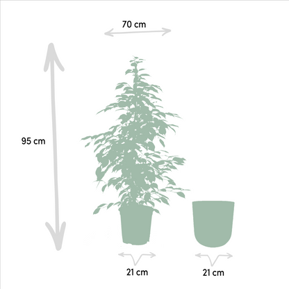 Ficus benjamina Goldenking - Ø21cm - ↕95cm + Topf Mayk Gold