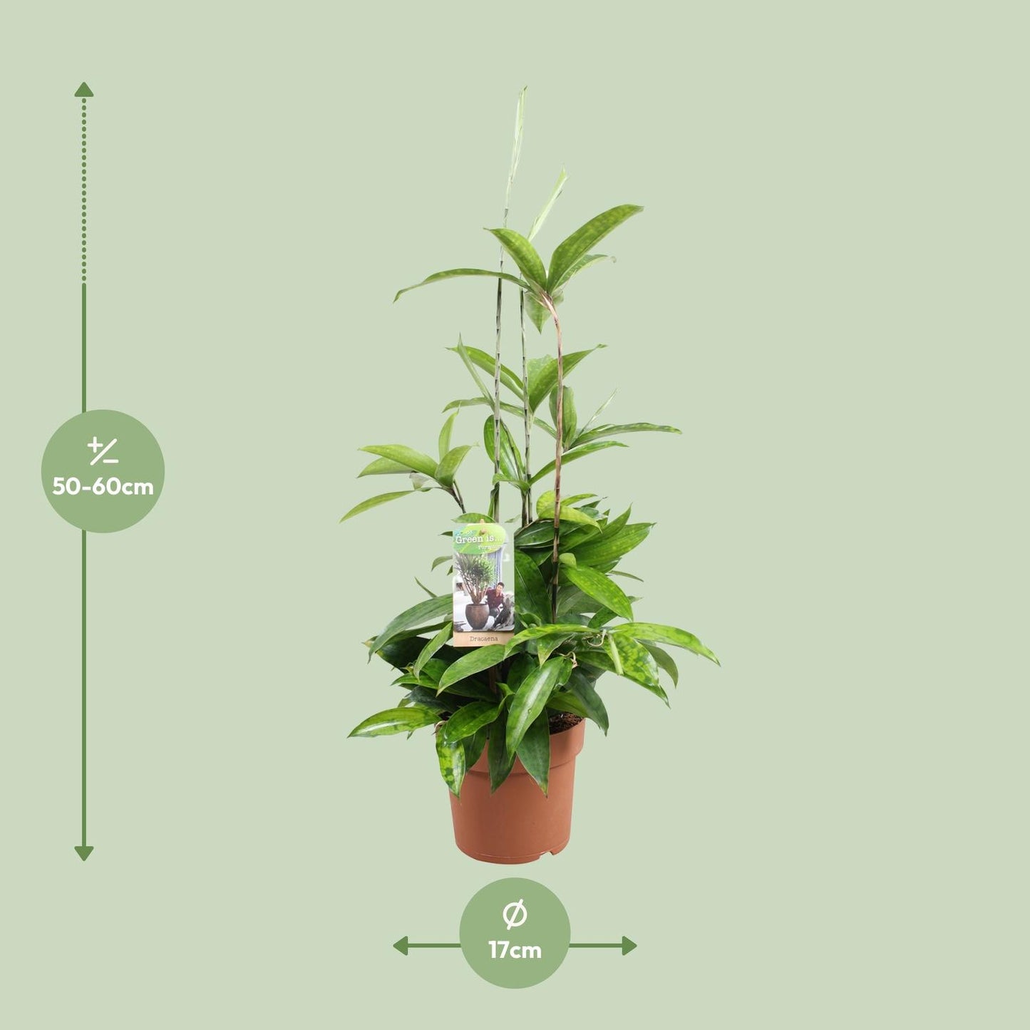 Dracaena Surculosa - Ø17cm - ↕55cm