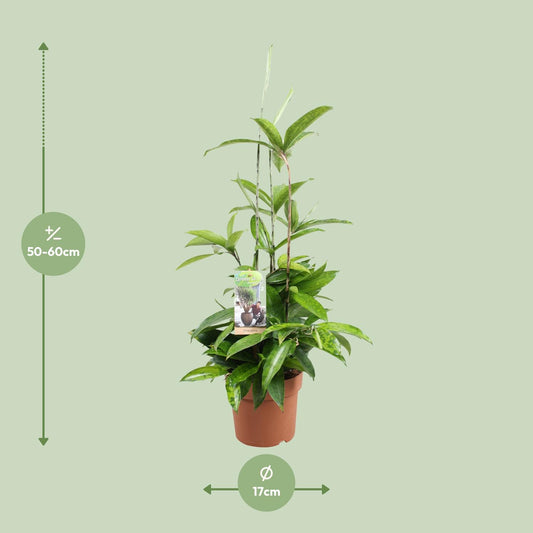 Dracaena Surculosa - Ø17cm - ↕55cm