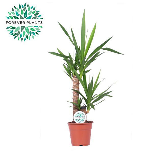 Yucca - Ø17cm - ↕85cm