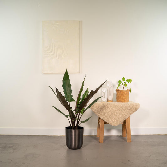 Alocasia Lauterbachiana - Ø19cm - ↕80cm + Topf Mayk Lead