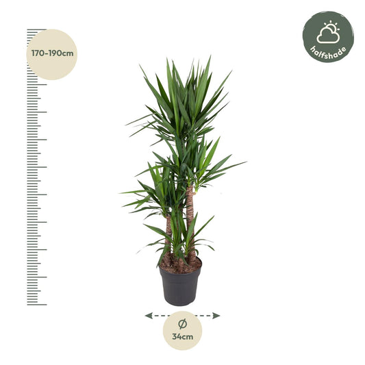 Yucca Palme 180 cm – Elefantenfuß im stilvollen Topf