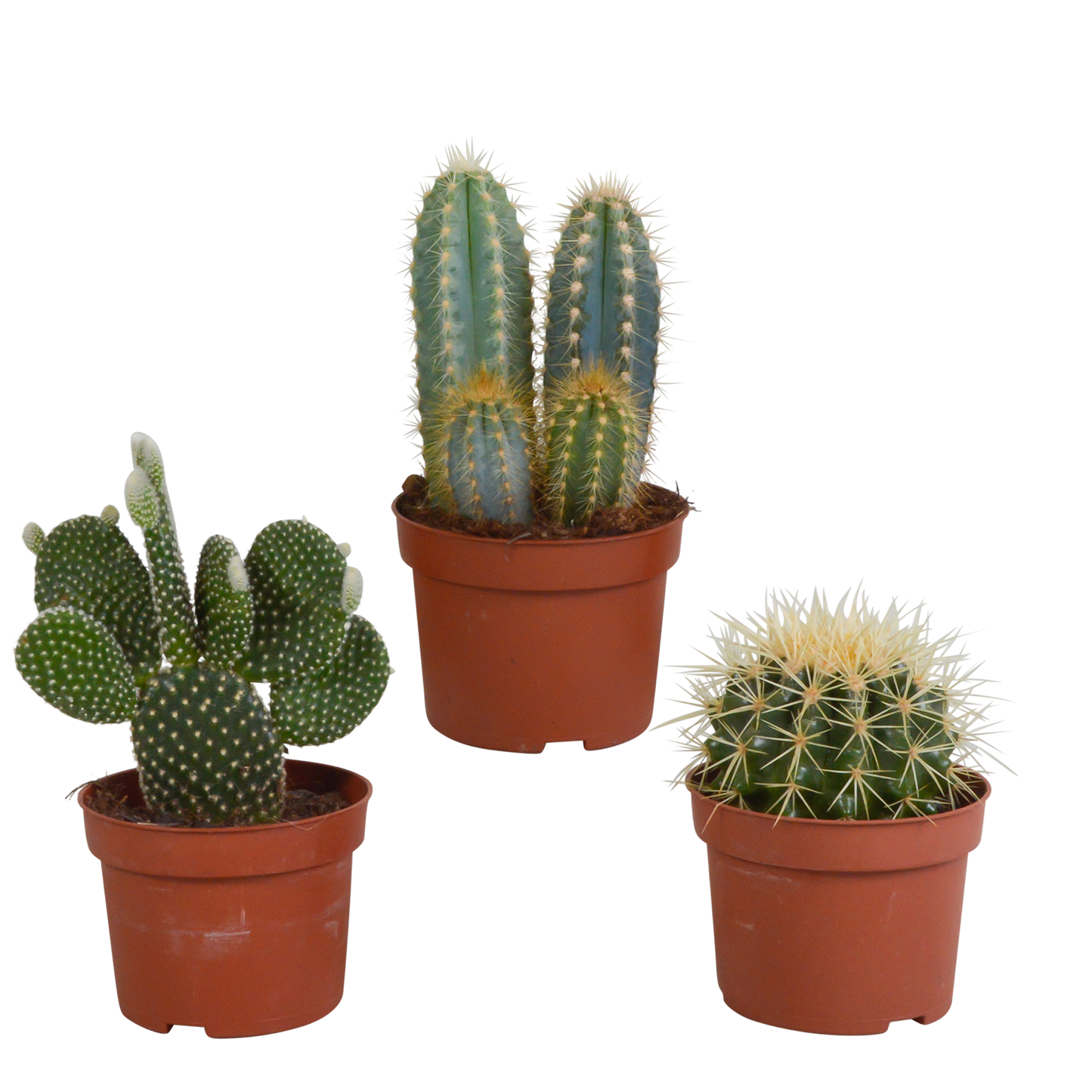 Kakteen-Mischung 3er Set im 10,5 cm Topf