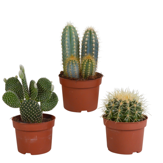 Kakteen-Mischung 3er Set im 10,5 cm Topf