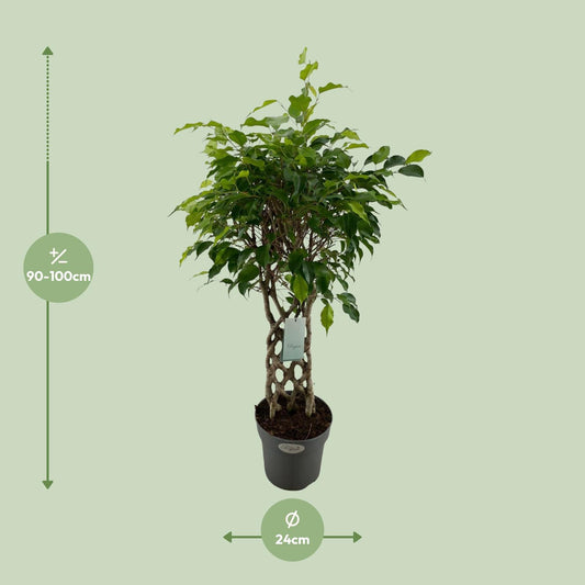Ficus Benjamina Exotica matt - Ø24cm - ↕100cm