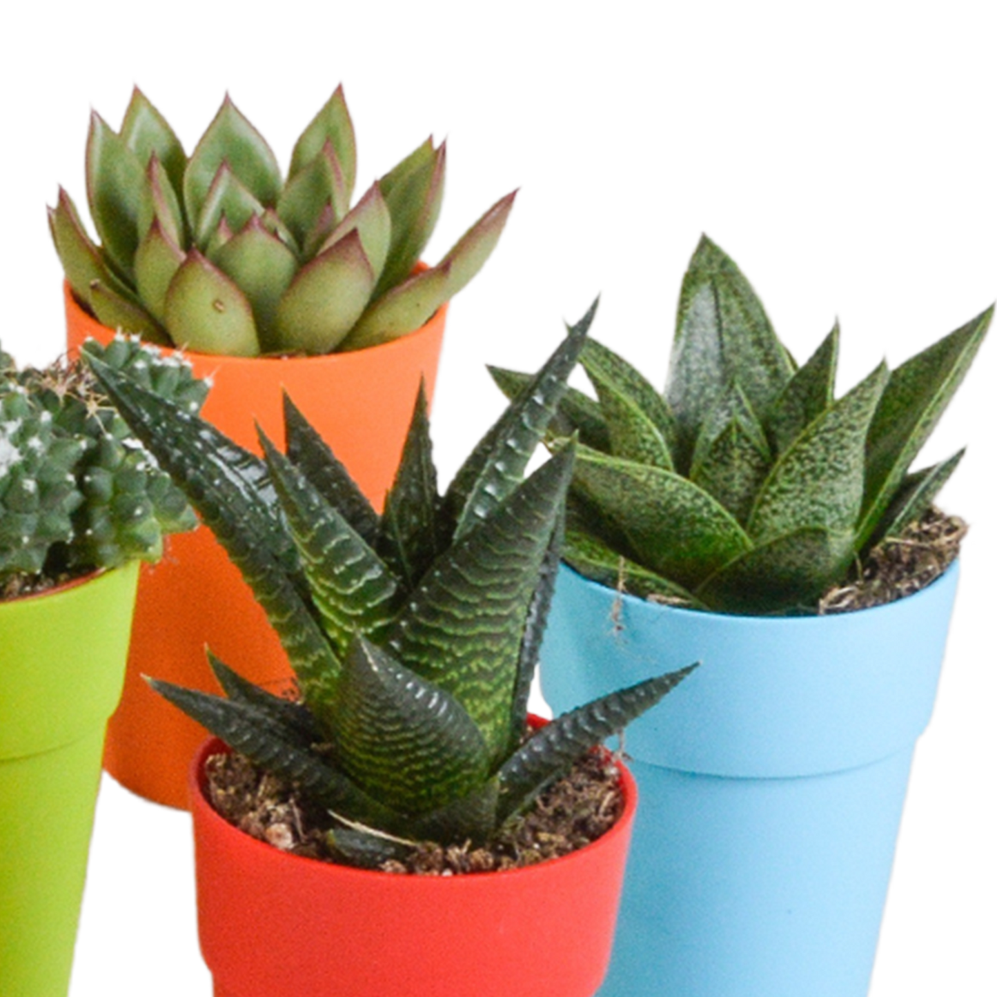 Kakteen & Sukkulenten Mix – 15 pflegeleichte Pflanzen im 5,5cm Topf