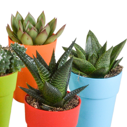 Kakteen & Sukkulenten Mix – 15 pflegeleichte Pflanzen im 5,5cm Topf