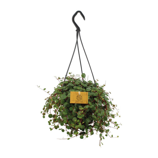 Peperomia Pepperspot - Ø15cm - ↕25cm