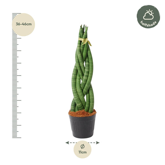 Bogenhanf 'Twist' – 40 cm gedrehte Zimmerpflanze