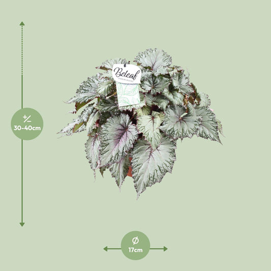 Begonia Beleaf Asian Tundra - Ø17cm - ↕32cm
