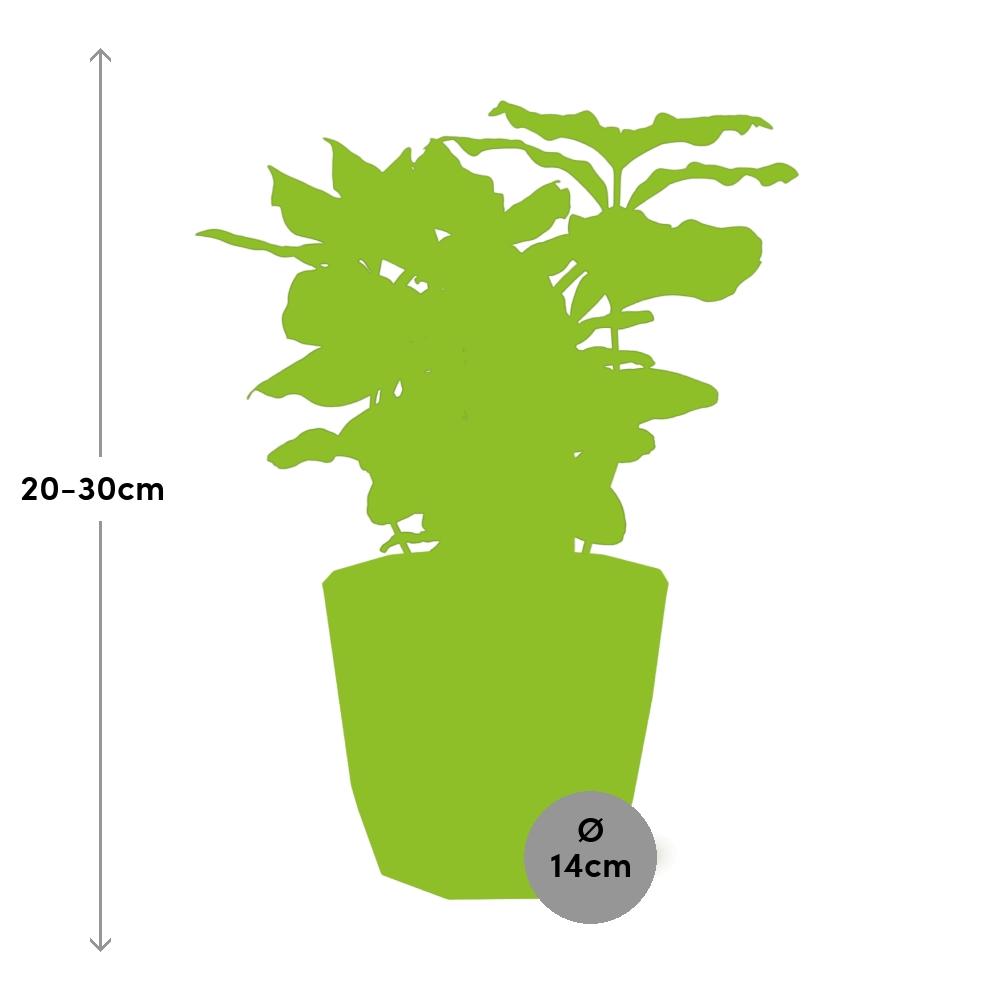 Coffea Arabica in ELHO b.for rock 14 cm warm grey