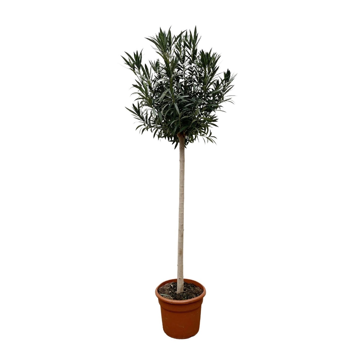 Oleander Stämmchen Weiß 170 cm – Mediterrane Kübelpflanze