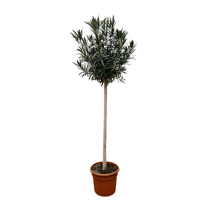 Oleander Stämmchen Weiß 170 cm – Mediterrane Kübelpflanze