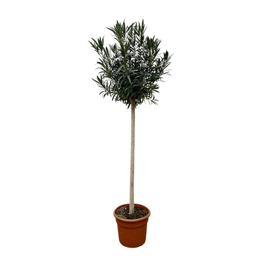 Oleander Stämmchen Weiß 170 cm – Mediterrane Kübelpflanze