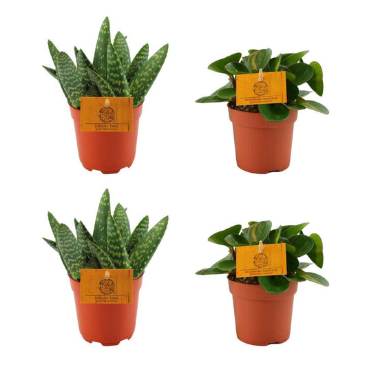 2x Aloe Paradisicum + 2x Peperomia Obtipan Green  - 4 stuks - Ø10.5cm - ↕10cm