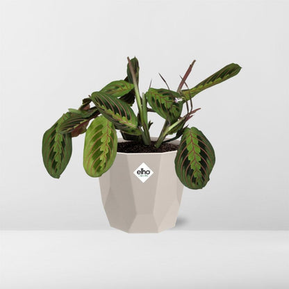 Maranta Leuconeura ‘Fascinator’ Tricolor in ELHO b.for rock 14 cm warm grey