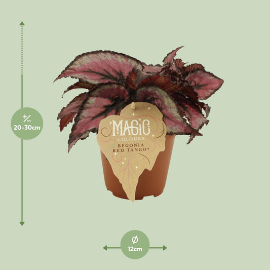 Begonia Rex Red Tango - Ø12 ↕25