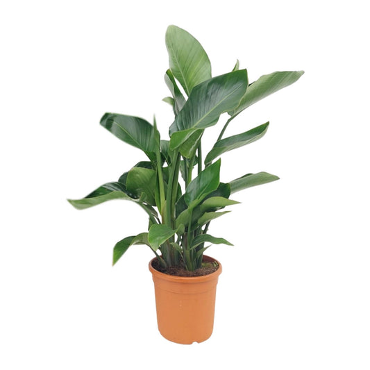 Strelitzia Nicolai - Ø22cm - ↕85cm