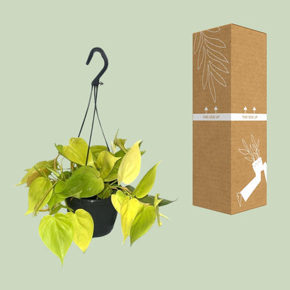 Philodendron Lime - Ø15cm - ↕35cm