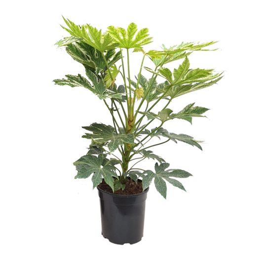 Fatsia Japonica Spiderweb