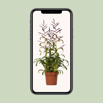Tillandsia Mora - Ø12cm - ↕55cm