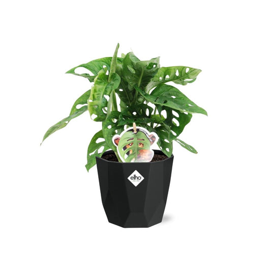 Monstera ‘Monkey Leaf’ in 14cm b.for rock living black