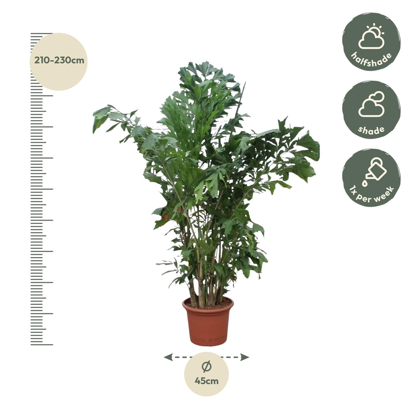 Fischschwanzpalme 220 cm – Exotische Zimmerpflanze