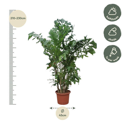 Fischschwanzpalme 220 cm – Exotische Zimmerpflanze