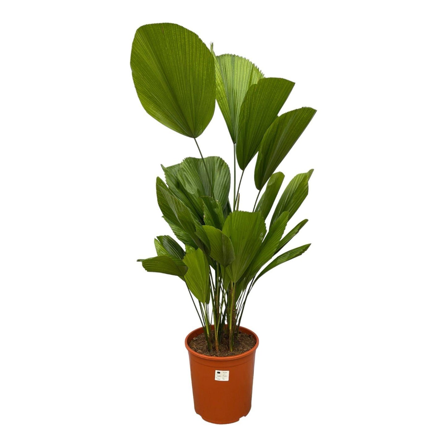 Fächerpalme 150 cm – Exotische, pflegeleichte Zimmerpflanze
