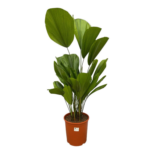 Fächerpalme 150 cm – Exotische, pflegeleichte Zimmerpflanze