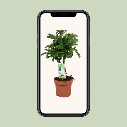Schefflera Nora - Gevlochten Stam - Ø17cm - ↕60cm