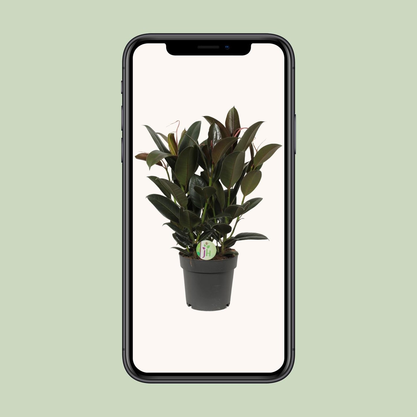 Ficus Melany - Ø19cm - ↕65cm